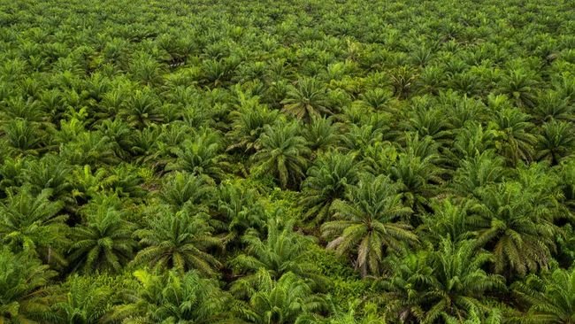 PTPN III Percepat Transformasi Tata Kelola demi Perkuat Kinerja BUMN Perkebunan