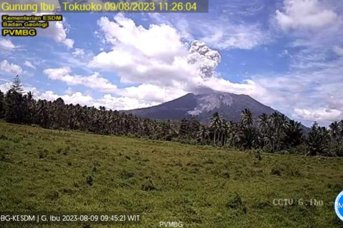 Gunung Ibu Erupsi, Semburkan Abu Vulkanik Setinggi 800 Meter