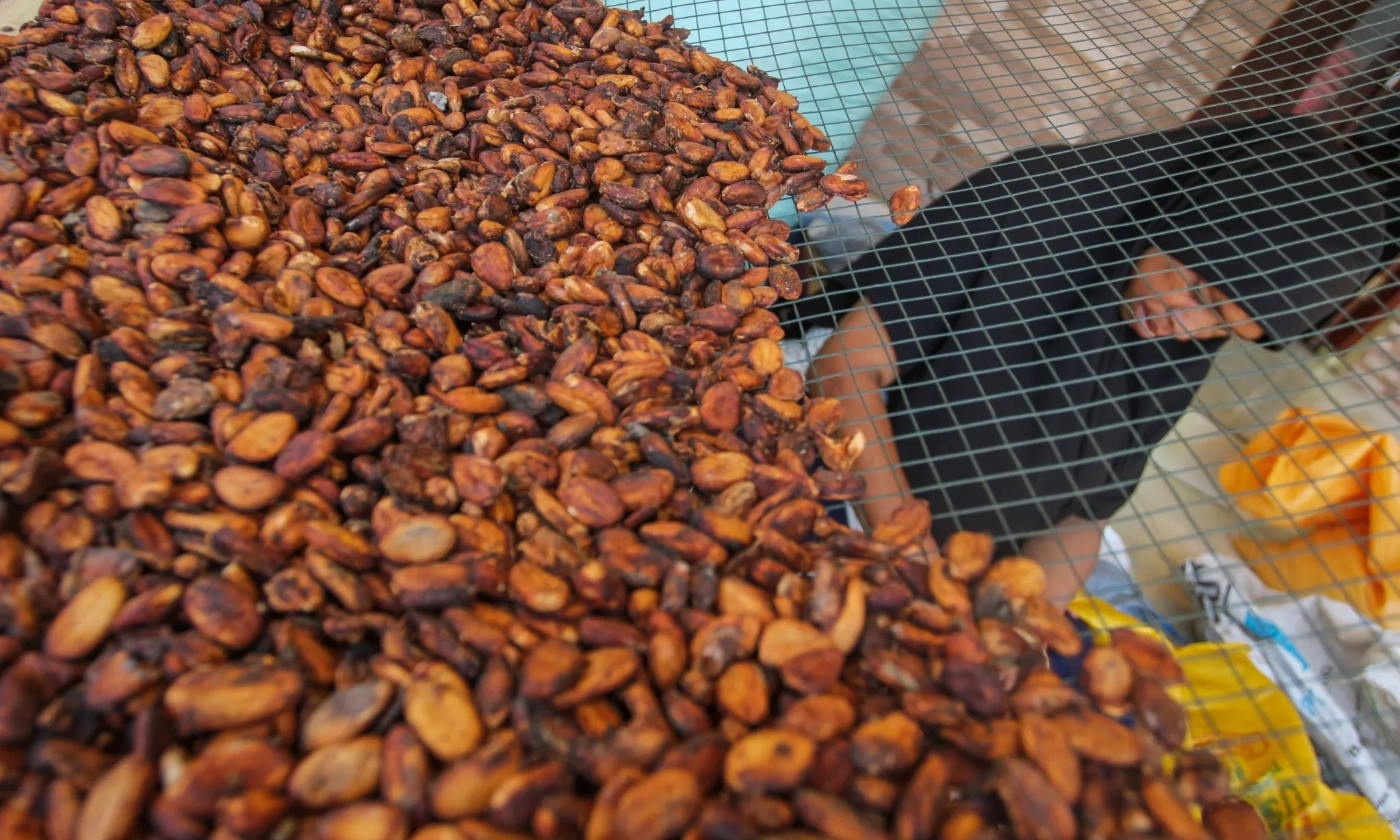 Update Harga Komoditas: Kemendag Sebut Harga Biji Kakao Turun Akibat Suplai Global Naik