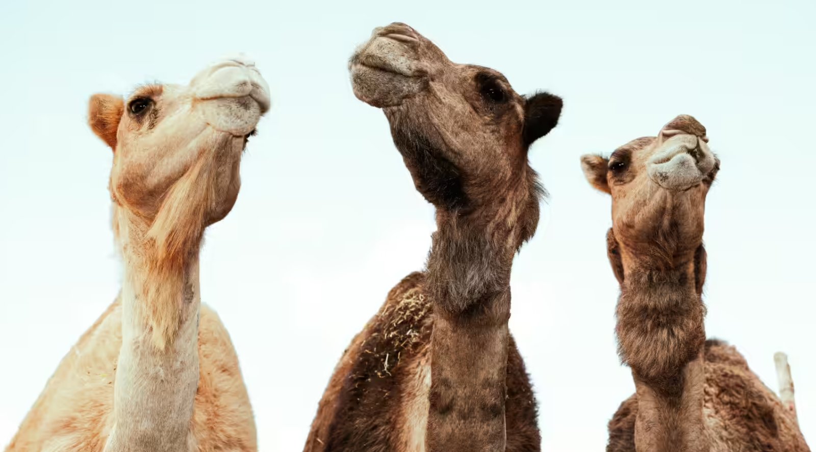 Viral, 20 Unta di Oman Dicoret dari Kontes Kecantikan Akibat Suntik Botox