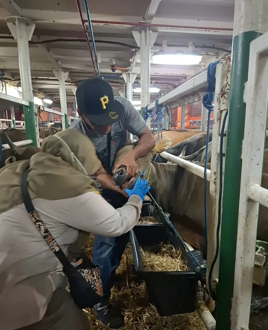 Ratusan Sapi NTB Lolos Karantina, Siap Penuhi Kebutuhan Hewan Kurban 2026