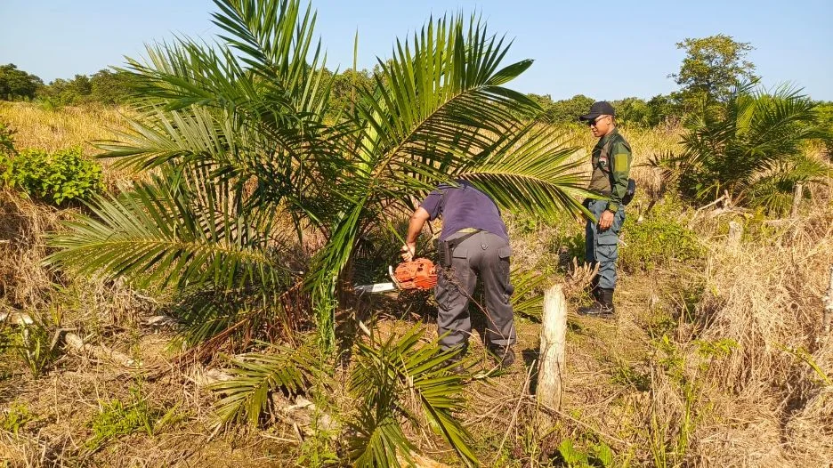 Gelar Operasi, Tim Gabungan Bongkar Perkebunan Sawit Ilegal di Teluk Pamukan