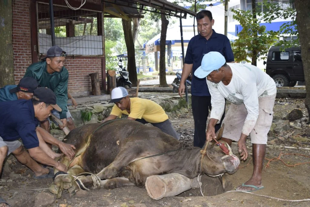 Cara Mengelola Limbah Kurban yang Benar agar Tidak Mencemari Lingkungan